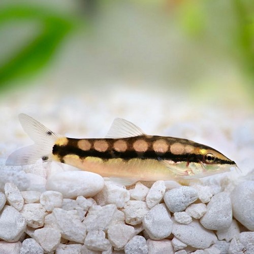 Botia sidthimunki 3,5 cm.